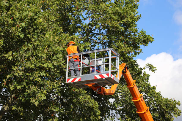 Best Tree Removal Near Me  in Pioneer, CA